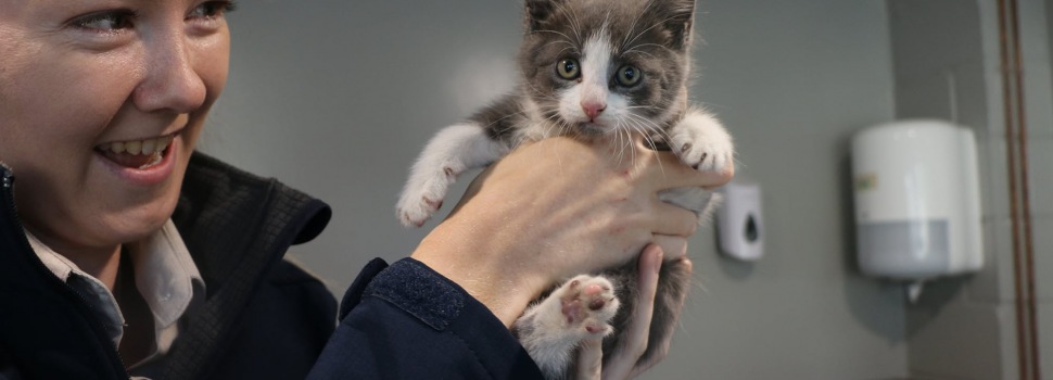 kitten rescue image